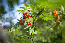 Branches With Red Berries Of Cotoneaster Frigidus.