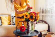 Bouquet Arrangement. Woman Puts Sunflowers And Zinnias In Vase At Home. Fresh Fall Blooms. Interior