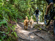 Mountain biker riding with his trail dogs in the Pacific Northwest. 