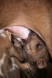 Sambuya,  in the Gambia, Africa, May 29, 2020, closeup portrait  - verticalanimal photography  -  brown, beige and white puppies suckling on mother breast , outdoors on a sunny day