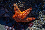 Fototapeta  - Rozgwiazdy, Ruby Beach, Waszyngton, USA