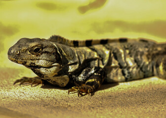 Poster - Closeup shot of a striped lizard against a blurred background