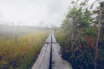 Wall Mural - Beautiful view of the wooden pathway near the trees in the field on a gloomy day