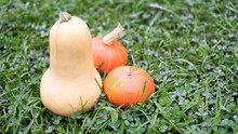 White Butternut Squash And Orange Pumpkins In The Garden. Different Types Of Pumpkins On The Green. Autumn Harvest