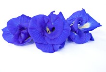 Macro Blue Flower Isolated Asian Pigeonwings Clitoria Ternatea Bluebellvine Blue Pea Butterfly Pea Cordofan Pea ,darwin Pea ,tropical Flowering Plants ,soft Selective Focus For Pretty Background 