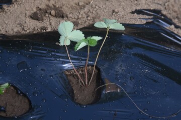 Canvas Print - Strawberry seedling planting work in the vegetable garden. Strawberries are planted around October and harvested around May of the following year. 