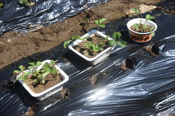 Wall Mural - Strawberry seedling planting work in the vegetable garden. Strawberries are planted around October and harvested around May of the following year. 