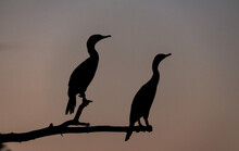 Silhouette Of Two Birds On A Branch
