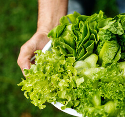 Closeup of bowl with fresh organic green leaf vegetable