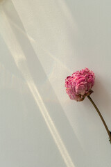 Wall Mural - Dried pink peony flower on a sage background with prism light