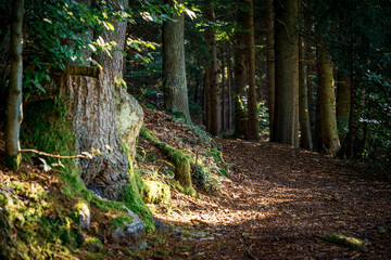 Sticker - Forest path surrounded by tall trees and plants in late summer