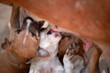 animal closeup - portrait photography of a small brown and white Africanis puppies suckling milk from mothers breast, with natural light, outdoors on a sunny day in the Gambia, Africa 