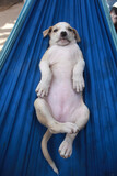 Fototapeta Do akwarium - funny animals photography:vertical closeup of a white and beige puppy laying on his back on a blue hammock, outdoors on a sunny day in the Gambia, Africa