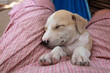 animal closeup - horizontal  photography of a small white and brown africanis puppy lying on a belly of a woman wearing pink shorts , on a blue hammock, outdoors on a sunny day in the Gambia, Africa 