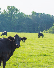 Wall Mural - Angus cow looking back - vertical format w negative space