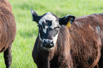 Wall Mural - Black baldy calf - copper deficiency