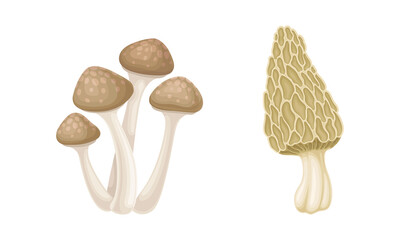 Wall Mural - Edible mushrooms species set. Yanagi matsutake and morel mushroom vector illustration