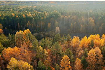 Wall Mural - autumn forest taiga view from drone, yellow trees landscape nature fall