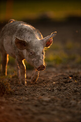 Wall Mural - Pigs eating on a meadow in an organic meat farm - telephoto lens shot with good compression, tack sharp