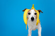 Funny Jack Russell Terrier dog with banana peel on its head looking at camera on a blue background