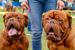 With love for dogs. Breeds. Dogue de bordeaux