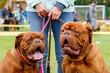 With love for dogs. Breeds. Dogue de bordeaux