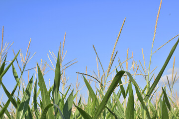 green grass and sky