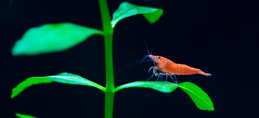 Big fire red or cherry dwarf shrimp with green background in fresh water aquarium tank.