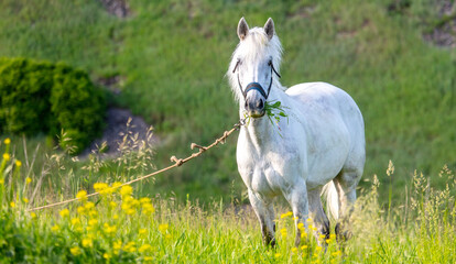 Poster - Horse portrait in summer pasture.