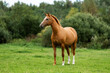 © Rita Kochmarjova - Don breed horse standing in the field. Russian golden horse.