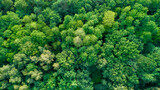 Fototapeta Na ścianę - aerial view of green forest from top. drone photography.