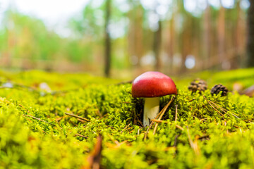 Wall Mural - Red mushroom growing in the forest against a green background