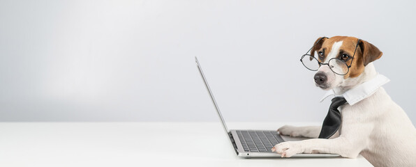 Jack russell terrier dog in glasses and tie works on laptop on white background.
