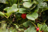 Fototapeta Kuchnia - owoce truskawki rosnące na krzaku