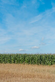 Fototapeta Pomosty - Pole kukurydzy w ciepły słoneczny letni dzień
