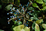 Fototapeta  - Dojrzałe owoce jałowca rosnące na krzaku