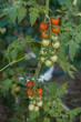 Czerwone, zielone, czarne pomidory rosnąca w ekologicznej organicznej szklarni