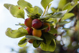 Fototapeta Kuchnia - owoce śliwy rosnące na drzewie, śliwki na drzewie
