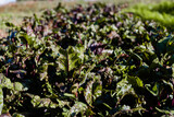 Fototapeta Kuchnia - Ekologicza uprawa warzyw w tradycyjnym wiejskim ogródku 