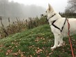 Pies biały owczarek na spacerze 