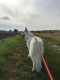 Fototapeta Dmuchawce - Pies biały owczarek na spacerze 
