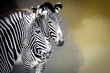 portrait of two striped zebras