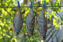 Three Salted Gray Fish Hang And Dry On A Clothespin On A Metal Wire Outside Against A Background Of Green Vegetation