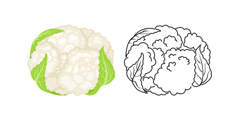 Wall Mural - Cauliflower color cartoon illustration and outline. Vector green vegetable icon.