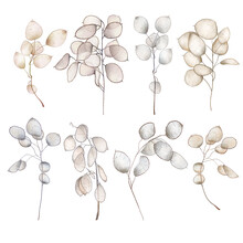 Set Of Hand Drawn Lunaria Rediviva Branches, Isolated Illustration On White Background