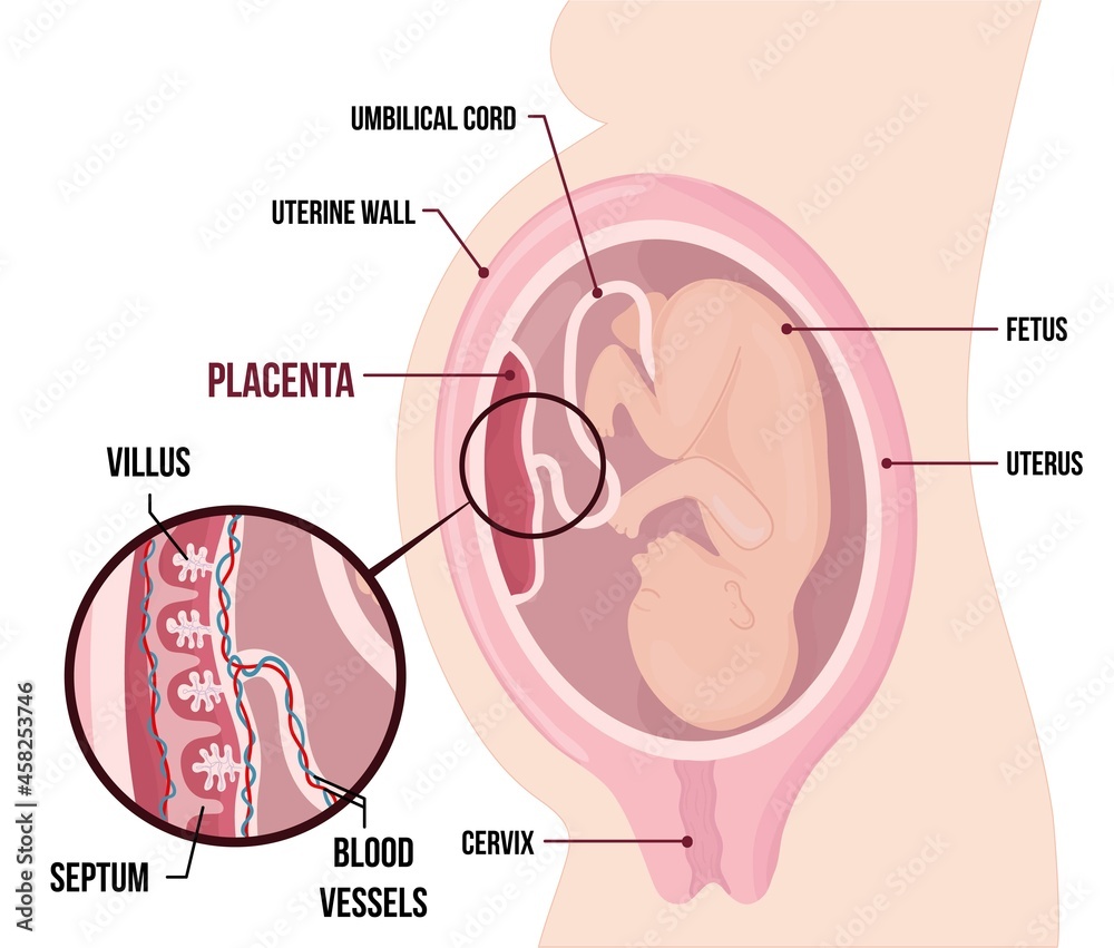 Human Fetus Placenta Anatomy. Usual anatomical Placenta Location During  Pregnancy. Stock Vector | Adobe Stock, image size:1000x851