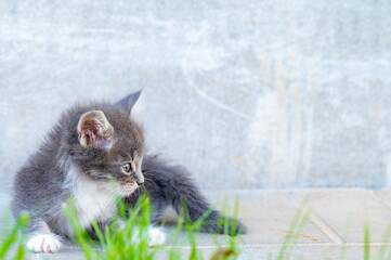 little kittens fluffy