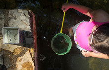 Little Girl Catching Fish With Fisher Net