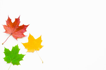 fresh colorful autumn maple leaves isolated on white background. bright colors. empty place for insp