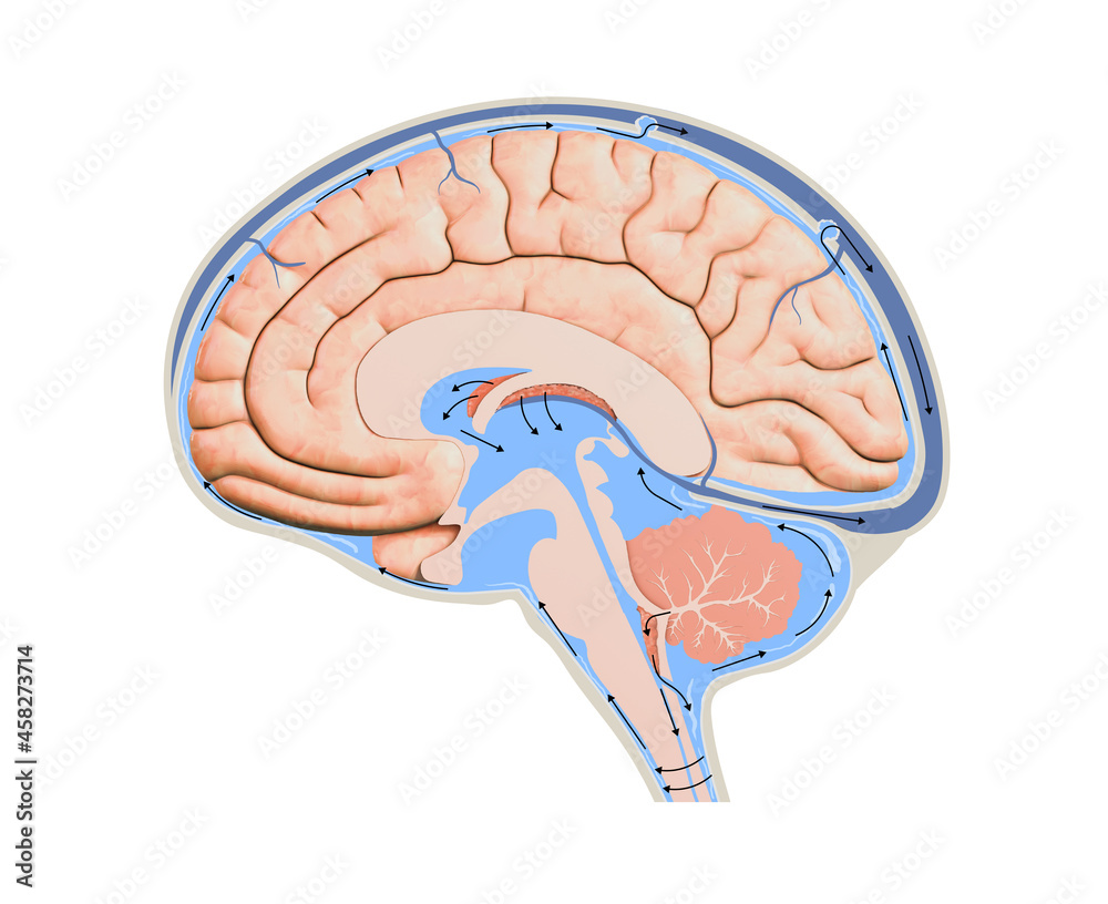 Diagram Illustrating Cerebrospinal Fluid CSF in the Brain Central ...